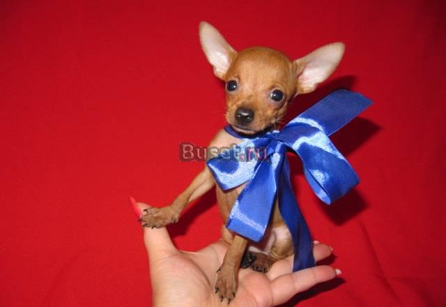 Гламурные штучки -в гламурные  ручки Москва
