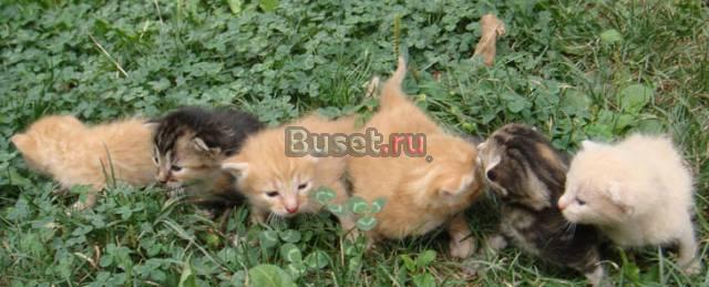Котята от домашней кошки - в добрые руки Москва