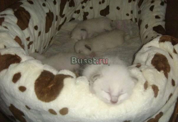Сиамские котята (тайский балинез) Москва