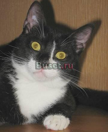 Веселый и забавный котенок Марсик ищет дом Санкт-Петербург