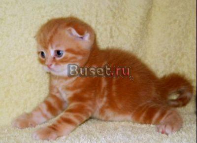 Котята плюшевые, все окрасы, на любой вкус Москва