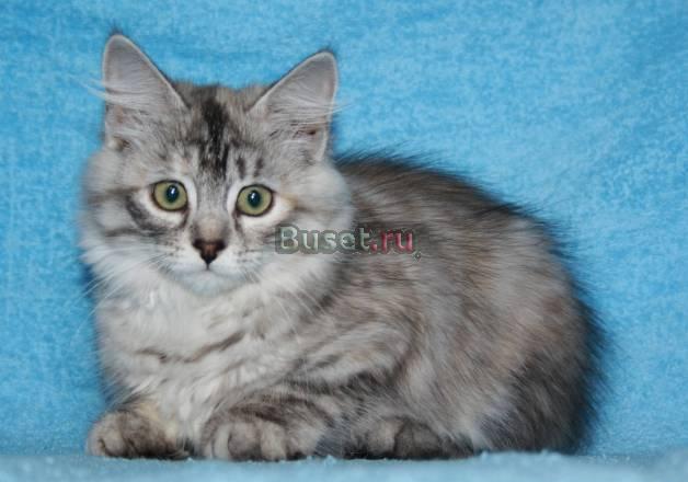 Сибирские котята разнообразных окрасов Санкт-Петербург