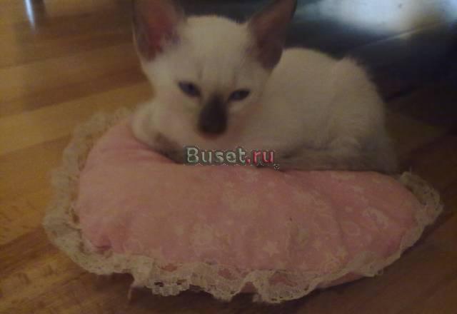 Тайские котята для души Санкт-Петербург