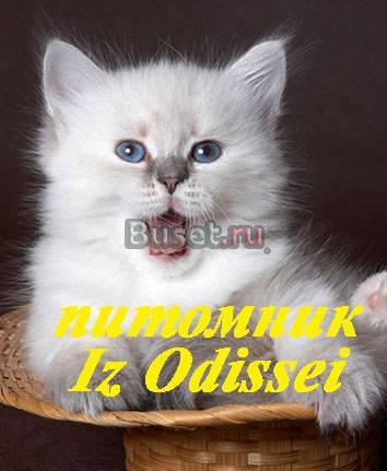 Невские маскарадные котята от чемпиона мира Москва