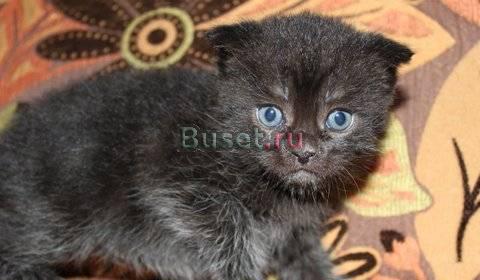 Черный вислоухий котенок Москва