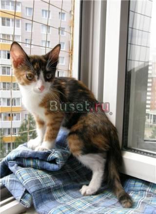 Яркий черепаховый котенок Клеопатра Москва