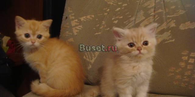 Дарим рыжих котяток-британцев хорошим хозяевам Москва