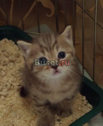 Котенок полосатый Москва