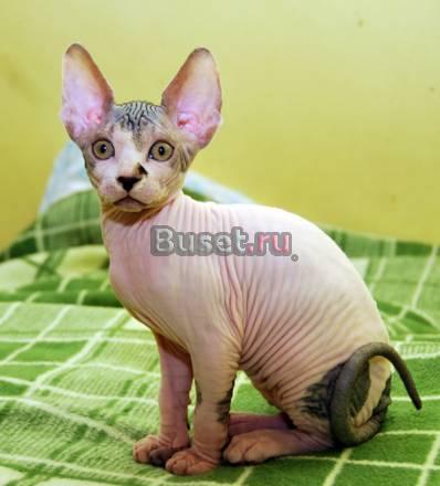 Котенок канадского сфинкса, недорого Краснодар