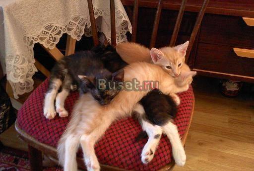 Чудесные котята, домусики Рыжие и чёрные Москва