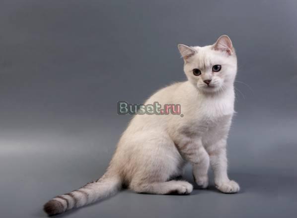Продажа котят Москва