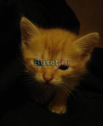 Отдадим котенка в хорошие руки Казань