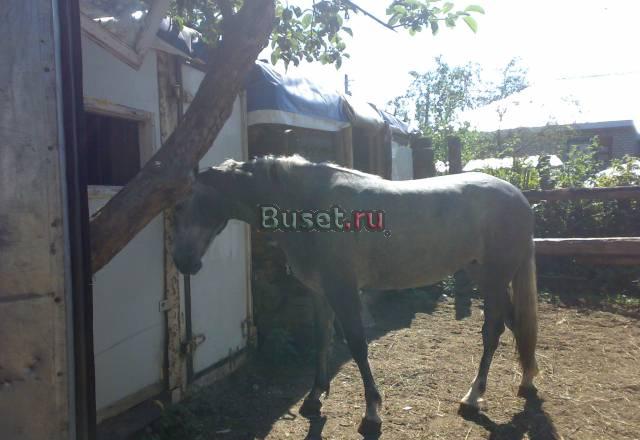 Продаю лошадь Нижний Новгород