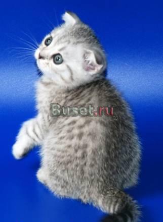 Скоттиш фолды. серебристые окрасы Москва