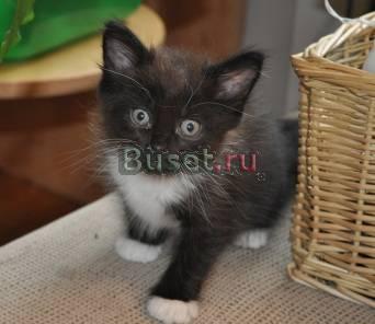 Отдам в хорошие руки котенка Москва