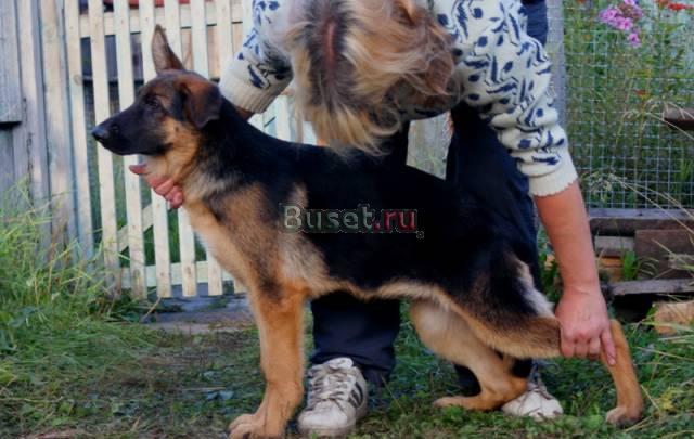 Емецкая овчарки подростки и взрослые собаки Санкт-Петербург