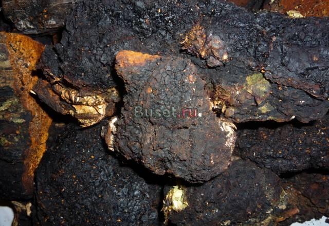 Дары леса Москва