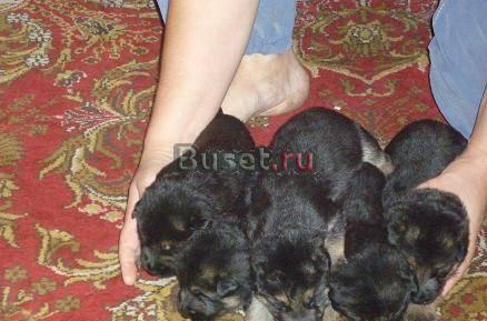 Щенки немецкой овчарки с родословной Тюмень