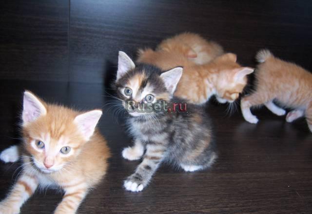 Котята курильского бобтейла Звенигород