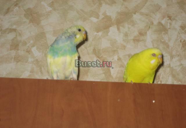 Пара волнистых попугайчиков Химки