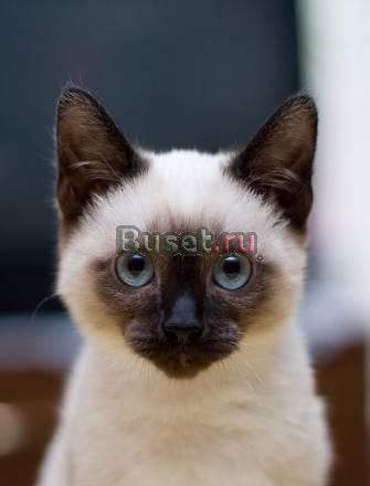 Тайские котята Самара