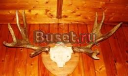 Рога лося Москва