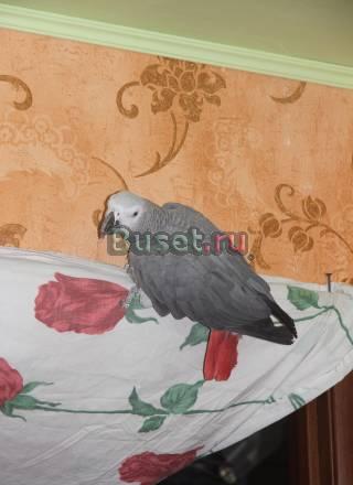 Продается краснохвостый жако+клетка Москва