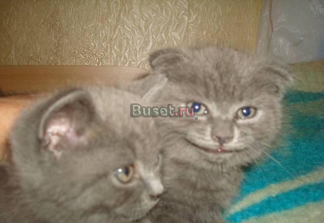 Шотландские котята  с документами Москва