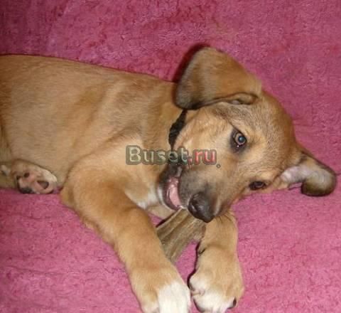 Щенки в надёжные руки Нижний Новгород
