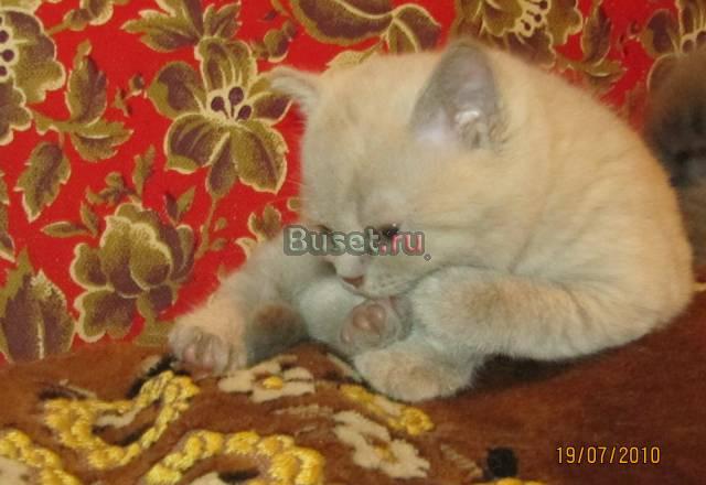 Британские короткошёрстные котята Москва
