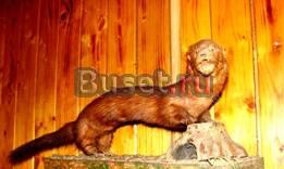 Чучело норки Москва