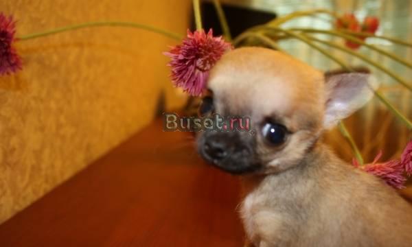 Продаётся щенок чихуахуа Санкт-Петербург