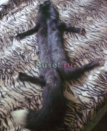 Шкурка дикого чернобура Санкт-Петербург