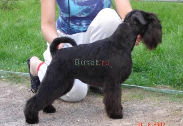 Кобель цвергшнауцера для вязки Москва
