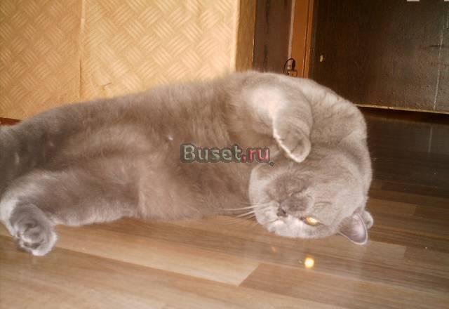 Отдам в добрые рук кота  в связи с переездом Москва