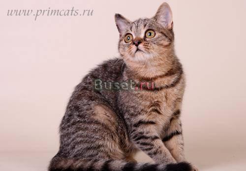 Шотландские котята недорого Москва