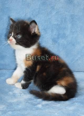 Скоттиш-страйт котята Санкт-Петербург