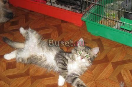 Отдаю котят в хорошие руки Москва