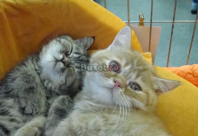 Американские экзотические котята Москва