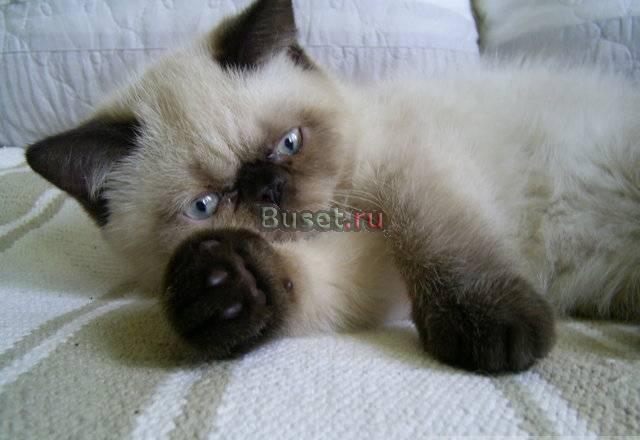 Котенок черного или колорного окраса Москва