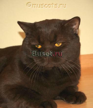 Британский шоколадный кот приглашает на вязки Санкт-Петербург