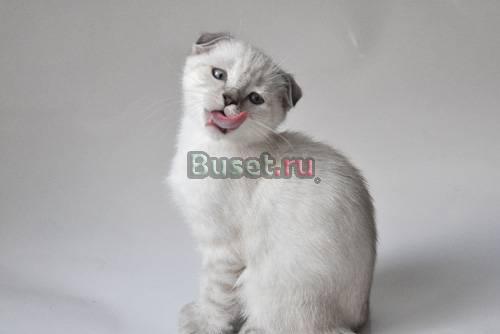 Шотландские котята редкого окраса Санкт-Петербург