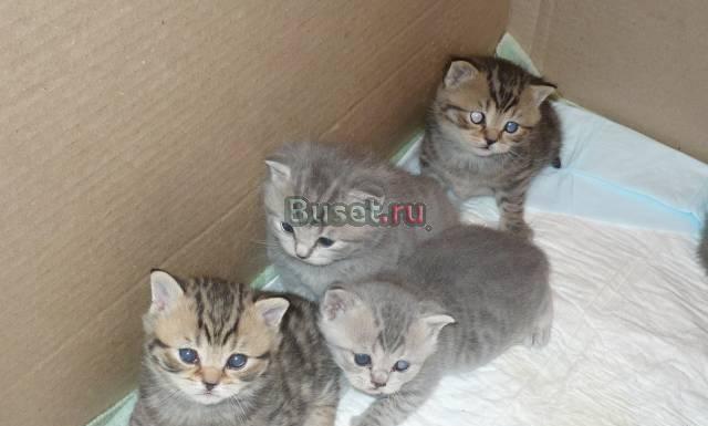 Котята скотиш страйт Нахабино