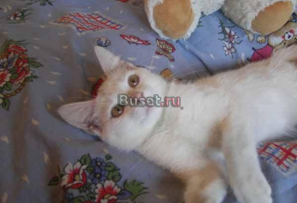 Британский котенок мальчик 3 мес почти даром Москва