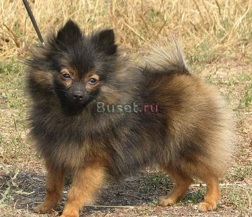 Миниатюрный шпиц , девочка , 1,5  года Москва