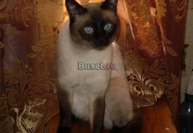 Тайский ( сиамский ) котик приглашает на вязку Санкт-Петербург