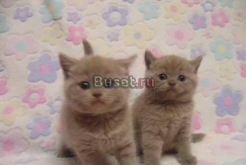 Британские котята (кошечки) с документами Челябинск