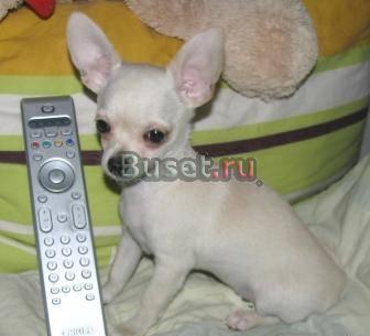 Чихуахуа Красавица,коротенький носик,Огромные ушки Москва