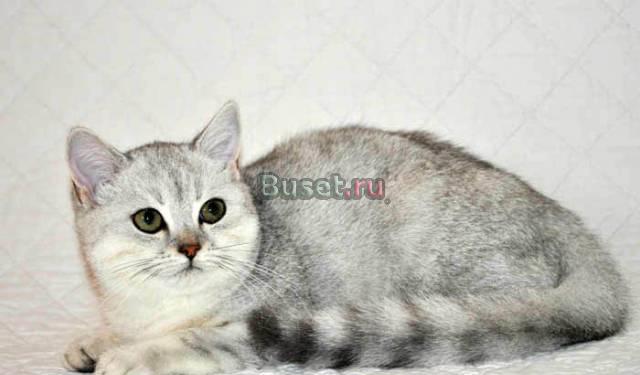 Британские котята окрас шиншилла, пятно на золоте Уфа