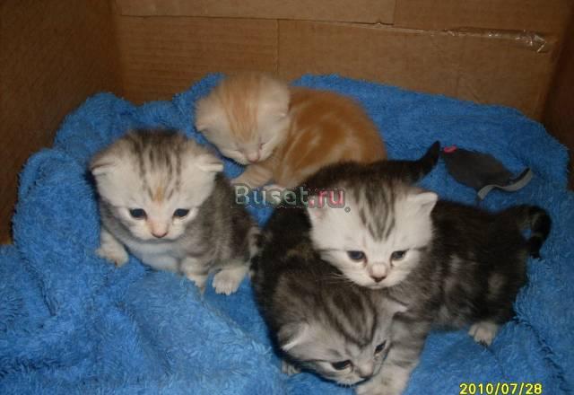 Шотландские котятя Барнаул